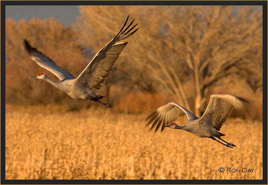 Sandhill Cranes (Grus canadensis), Bosque del Apache